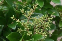 Liguster (Ligustrum Japonicum 'Texanum') -Tuinplanten Winkel 20120225094418 7