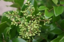 Liguster Op Stam (Ligustrum Japonicum 'Texanum') -Tuinplanten Winkel 20120225094531 2