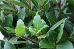 Echte Laurier Als Piramide (Laurus Nobilis) -Tuinplanten Winkel 20120225095118 7