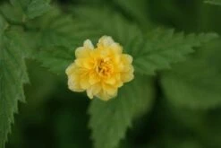 Ranonkelstruik (Kerria Japonica 'Pleniflora') -Tuinplanten Winkel 20120225100433 25 5