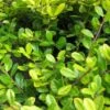 Chinese Hulst (Ilex Crenata 'Golden Gem') -Tuinplanten Winkel 20120225110743 1