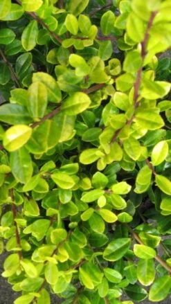 Chinese Hulst (Ilex Crenata 'Golden Gem') -Tuinplanten Winkel 20120225110806 1