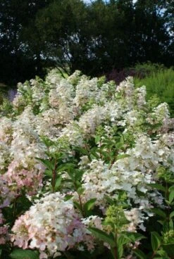 Pluimhortensia (Hydrangea Paniculata 'Unique') -Tuinplanten Winkel 20120225112833 5