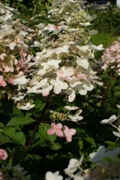 Pluimhortensia (Hydrangea Paniculata 'Unique') -Tuinplanten Winkel 20120225112900 5