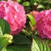 Hortensia (Hydrangea Macrophylla 'King George V') 1 Hortensia (Hydrangea Macrophylla 'King George V') -Tuinplanten Winkel 20120225121152 2