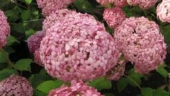 Hortensia (Hydrangea 'Pink Annabelle') 17 Hortensia (Hydrangea 'Pink Annabelle') -Tuinplanten Winkel 20120225121833 1