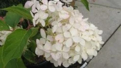 Hortensia (Hydrangea Paniculata 'Grandiflora') -Tuinplanten Winkel 20120225125524 6