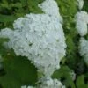 Hortensia (Hydrangea Arborescens 'Annabelle') 1 Hortensia (Hydrangea Arborescens 'Annabelle') -Tuinplanten Winkel 20120225170835 7