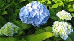 Hortensia (Hydrangea Macrophylla 'Nikko Blue') 10 Hortensia (Hydrangea Macrophylla 'Nikko Blue') -Tuinplanten Winkel 20120225172029 4