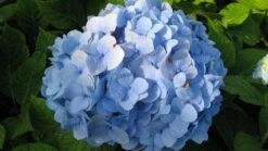 Hortensia (Hydrangea Macrophylla 'Nikko Blue') 12 Hortensia (Hydrangea Macrophylla 'Nikko Blue') -Tuinplanten Winkel 20120225172058 4
