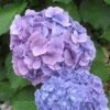 Hortensia (Hydrangea Macrophylla 'Nikko Blue') -Tuinplanten Winkel 20120225172119 4