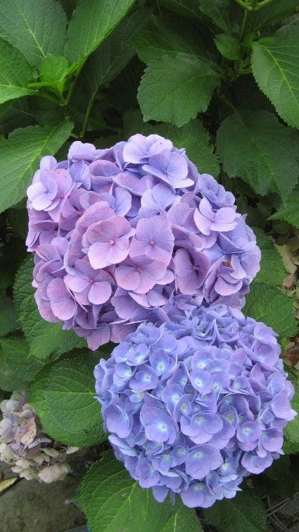 Hortensia (Hydrangea Macrophylla 'Nikko Blue') 3 Hortensia (Hydrangea Macrophylla 'Nikko Blue')