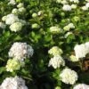 Hortensia (Hydrangea Macrophylla 'Madame Emile Mouilere') -Tuinplanten Winkel 20120225172526 6