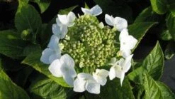 Hortensia (Hydrangea Macrophylla 'Lanarth White') 9 Hortensia (Hydrangea Macrophylla 'Lanarth White') -Tuinplanten Winkel 20120225172724 4