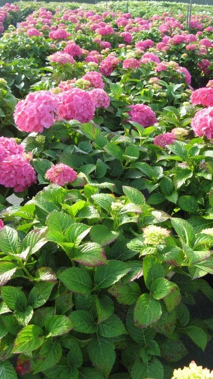 Hortensia (Hydrangea Macrophylla 'Glowing Embers') 6 Hortensia (Hydrangea Macrophylla 'Glowing Embers') - Afbeelding 4