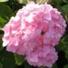 Hortensia (Hydrangea Macrophylla 'Bouquet Rose') -Tuinplanten Winkel 20120225173244 3