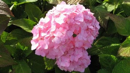 Hortensia (Hydrangea Macrophylla 'Bouquet Rose') 3 Hortensia (Hydrangea Macrophylla 'Bouquet Rose')