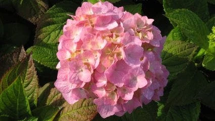Hortensia (Hydrangea Macrophylla 'Bouquet Rose') 4 Hortensia (Hydrangea Macrophylla 'Bouquet Rose') - Afbeelding 2
