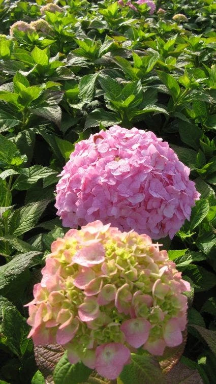 Hortensia (Hydrangea Macrophylla 'Bouquet Rose') 5 Hortensia (Hydrangea Macrophylla 'Bouquet Rose') - Afbeelding 3