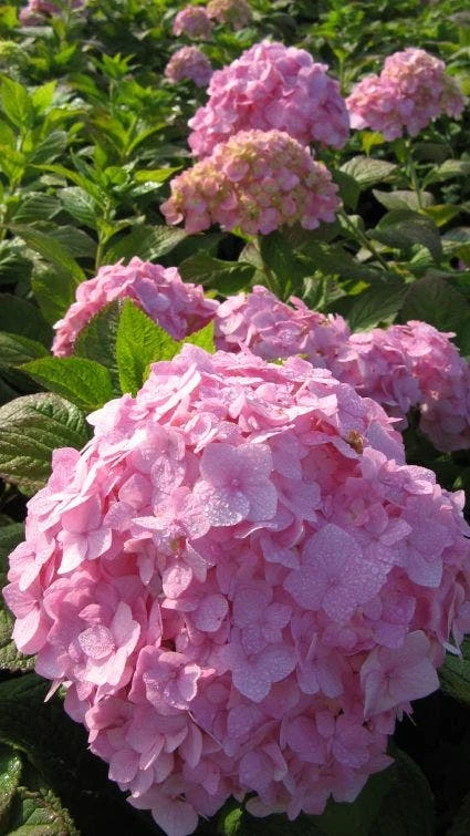 Hortensia (Hydrangea Macrophylla 'Bouquet Rose') 6 Hortensia (Hydrangea Macrophylla 'Bouquet Rose') - Afbeelding 4