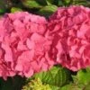 Hortensia (Hydrangea Macrophylla 'Alpengluhen') 2 Hortensia (Hydrangea Macrophylla 'Alpengluhen') -Tuinplanten Winkel 20120225173540 5
