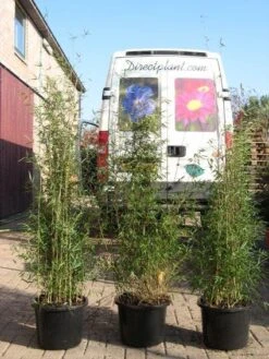 Niet Woekerende Bamboe (Fargesia 'Jiuzhaigou') 24 Niet Woekerende Bamboe (Fargesia 'Jiuzhaigou') -Tuinplanten Winkel 20120226104653 4
