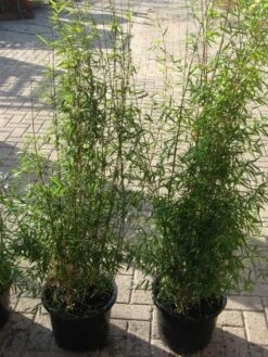 Niet Woekerende Bamboe (Fargesia 'Jiuzhaigou') 30 Niet Woekerende Bamboe (Fargesia 'Jiuzhaigou') -Tuinplanten Winkel 20120226104717 4