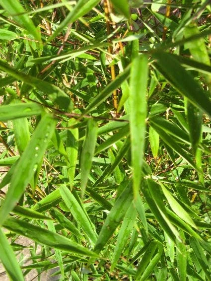 Niet Woekerende Bamboe (Fargesia 'Jiuzhaigou') 6 Niet Woekerende Bamboe (Fargesia 'Jiuzhaigou') - Afbeelding 4