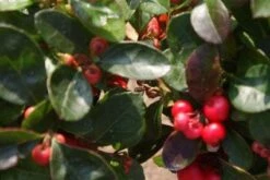 Bergthee / Patrijzenbes (Gaultheria Procumbens) -Tuinplanten Winkel 20120226104835 2