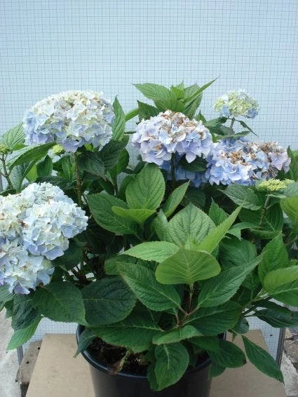 Hortensia (Hydrangea Macrophylla 'Nikko Blue') 8 Hortensia (Hydrangea Macrophylla 'Nikko Blue') - Afbeelding 6