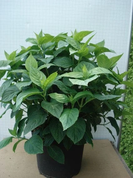 Hortensia (Hydrangea Macrophylla 'Bouquet Rose') 7 Hortensia (Hydrangea Macrophylla 'Bouquet Rose') - Afbeelding 5