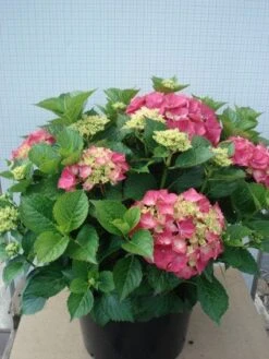 Hortensia (Hydrangea Macrophylla 'Glowing Embers') 12 Hortensia (Hydrangea Macrophylla 'Glowing Embers') -Tuinplanten Winkel 20120305134513 2