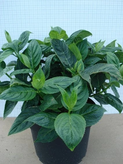 Hortensia (Hydrangea Macrophylla 'Lanarth White') 7 Hortensia (Hydrangea Macrophylla 'Lanarth White') - Afbeelding 5