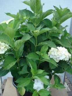 Hortensia (Hydrangea Macrophylla 'Madame Emile Mouilere') -Tuinplanten Winkel 20120305134729 6