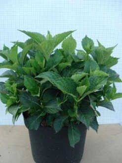 Hortensia (Hydrangea Macrophylla 'Glowing Embers') 13 Hortensia (Hydrangea Macrophylla 'Glowing Embers') -Tuinplanten Winkel 20120305134932 2