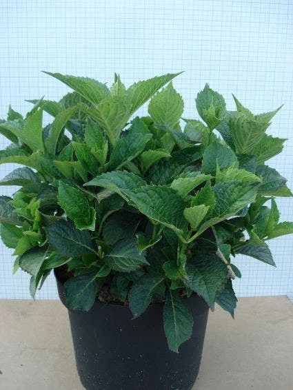 Hortensia (Hydrangea Macrophylla 'Glowing Embers') 8 Hortensia (Hydrangea Macrophylla 'Glowing Embers') - Afbeelding 6