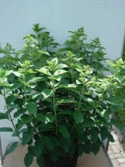 Pluimhortensia (Hydrangea Paniculata 'Unique') -Tuinplanten Winkel 20120305135303 5