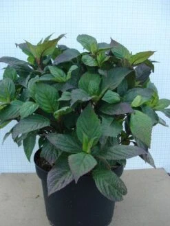 Hortensia (Hydrangea 'Preziosa') -Tuinplanten Winkel 20120305135330 2