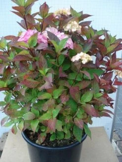 Hortensia (Hydrangea 'Preziosa') -Tuinplanten Winkel 20120305135348 2