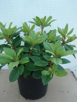 Rhododendron (Rhododendron Catawbiense 'Boursault') -Tuinplanten Winkel 20120305135536 2