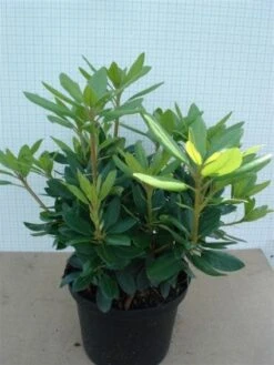 Rhododendron (Rhododendron Catawbiense 'Grandiflorum') -Tuinplanten Winkel 20120305135657 13