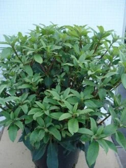 Bosrhododendron (Rhododendron Ponticum 'Roseum') -Tuinplanten Winkel 20120305140047 3