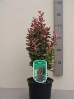 Zuurbes (Berberis 'Red Rocket') -Tuinplanten Winkel 20120305164555 8 4 4