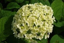 Hortensia (Hydrangea 'Strong Annabelle') -Tuinplanten Winkel 20120716105647 1