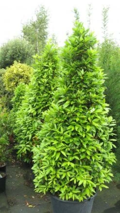 Echte Laurier Als Piramide (Laurus Nobilis) -Tuinplanten Winkel 20120821144442 7