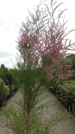 Tamarisk (Tamarix Ramosissima) -Tuinplanten Winkel 20120821144844 3