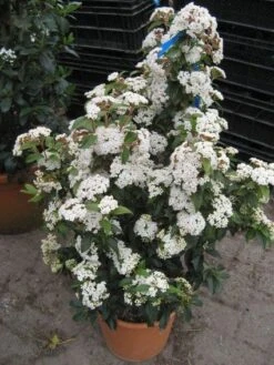 Groenblijvende Sneeuwbal (Viburnum Tinus 'Eve Price') 18 Groenblijvende Sneeuwbal (Viburnum Tinus 'Eve Price') -Tuinplanten Winkel 20120821145045 50 10