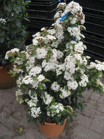 Groenblijvende Sneeuwbal (Viburnum Tinus 'Eve Price') 5 Groenblijvende Sneeuwbal (Viburnum Tinus 'Eve Price') - Afbeelding 3