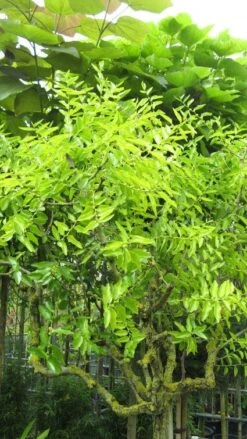 Jujuba (Ziziphus Ziziphus)