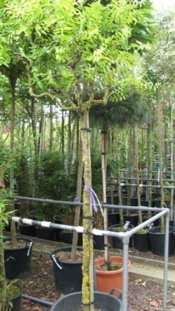 Jujuba (Ziziphus Ziziphus) -Tuinplanten Winkel 20120821145305 1